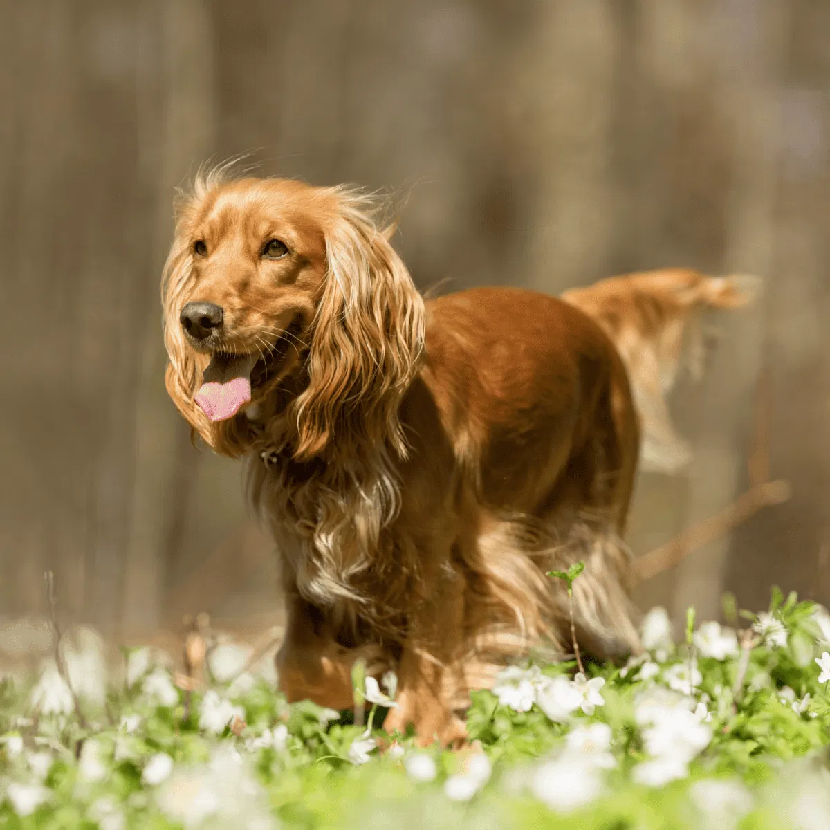 Cocker Spaniel Gallery