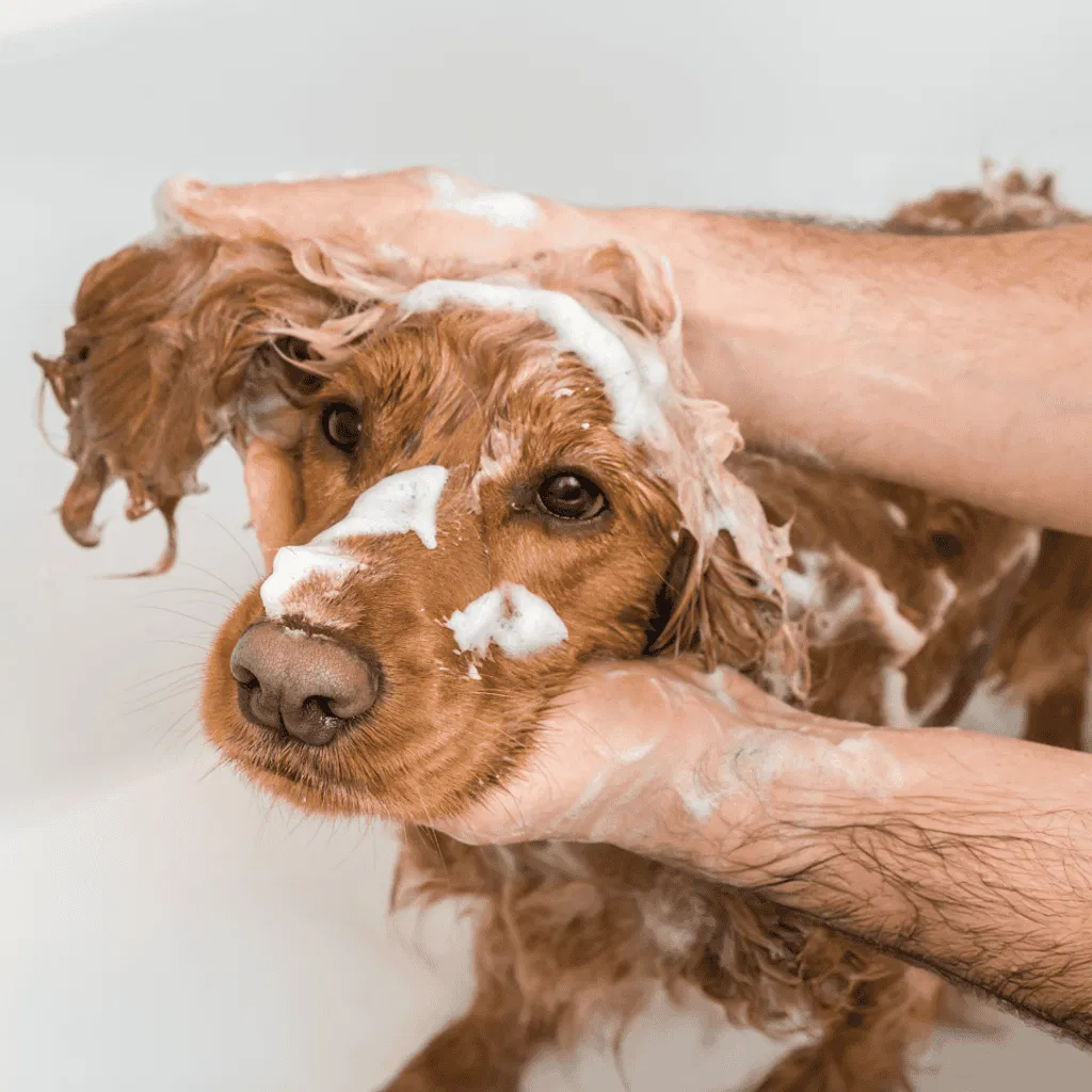 Cocker Spaniel Grooming