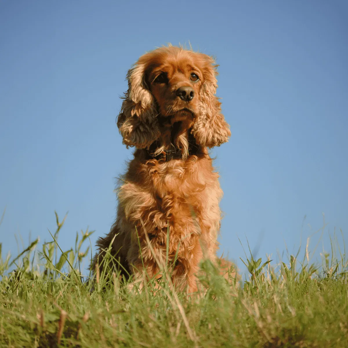Cocker Spaniel Gallery 2