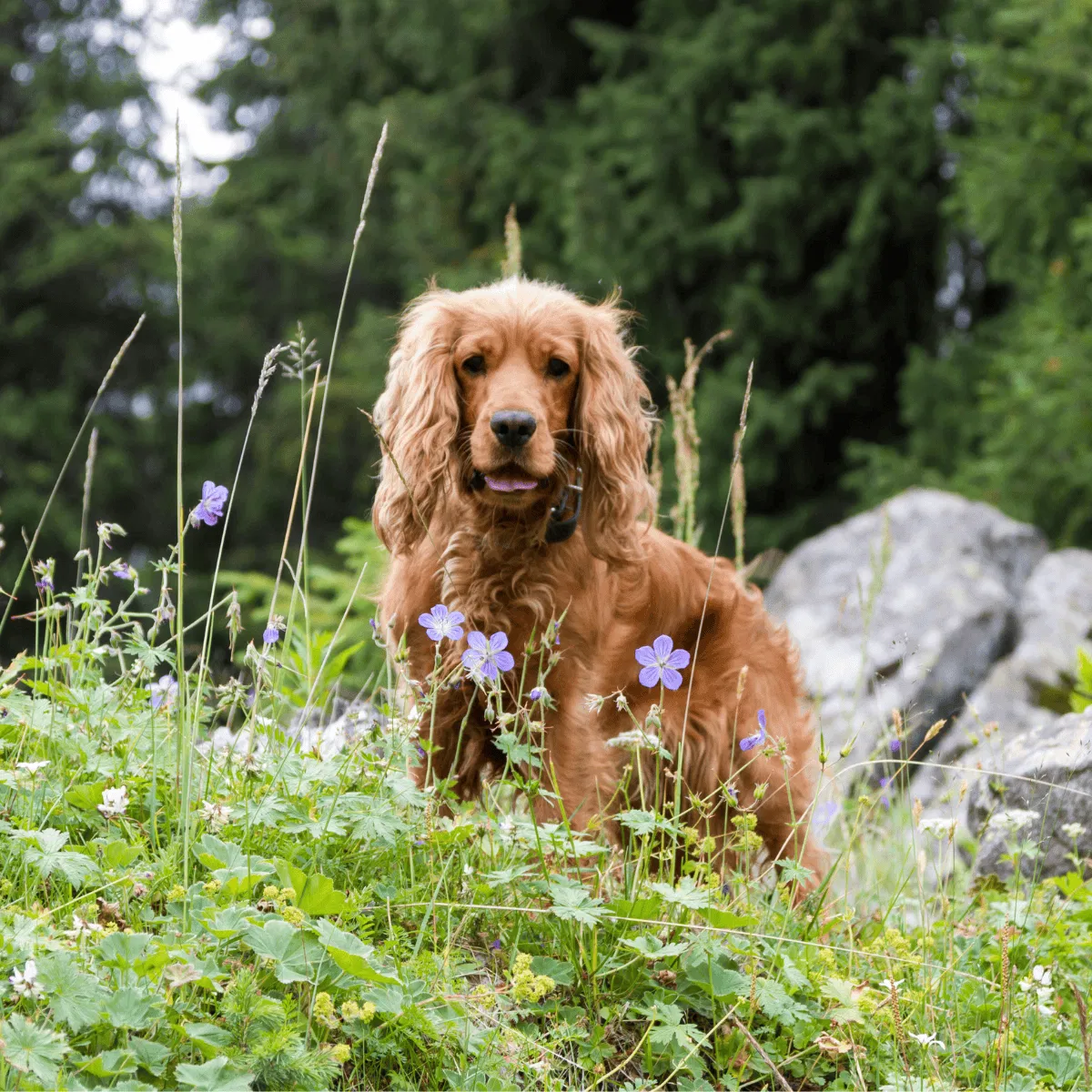 Cocker Spaniel Gallery 3