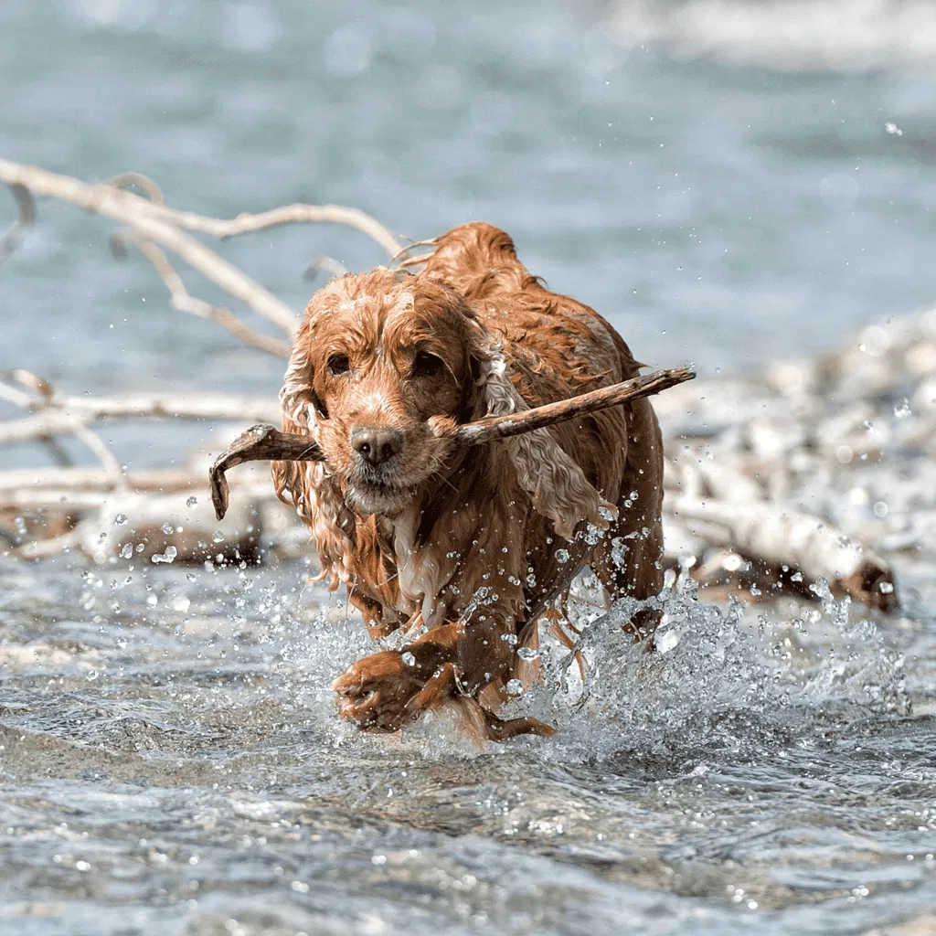 Cocker Spaniel Exercise