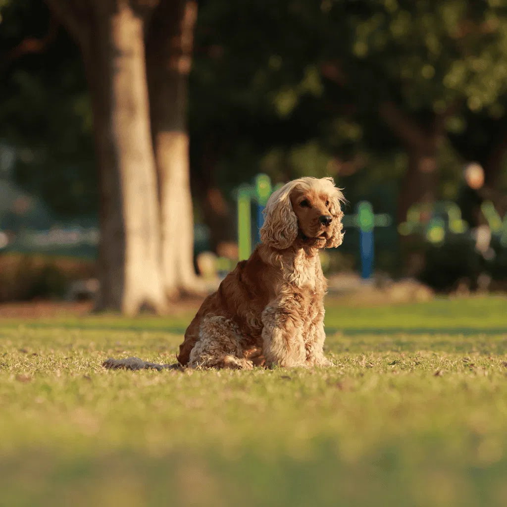 Cocker Spaniel Final Thoughts