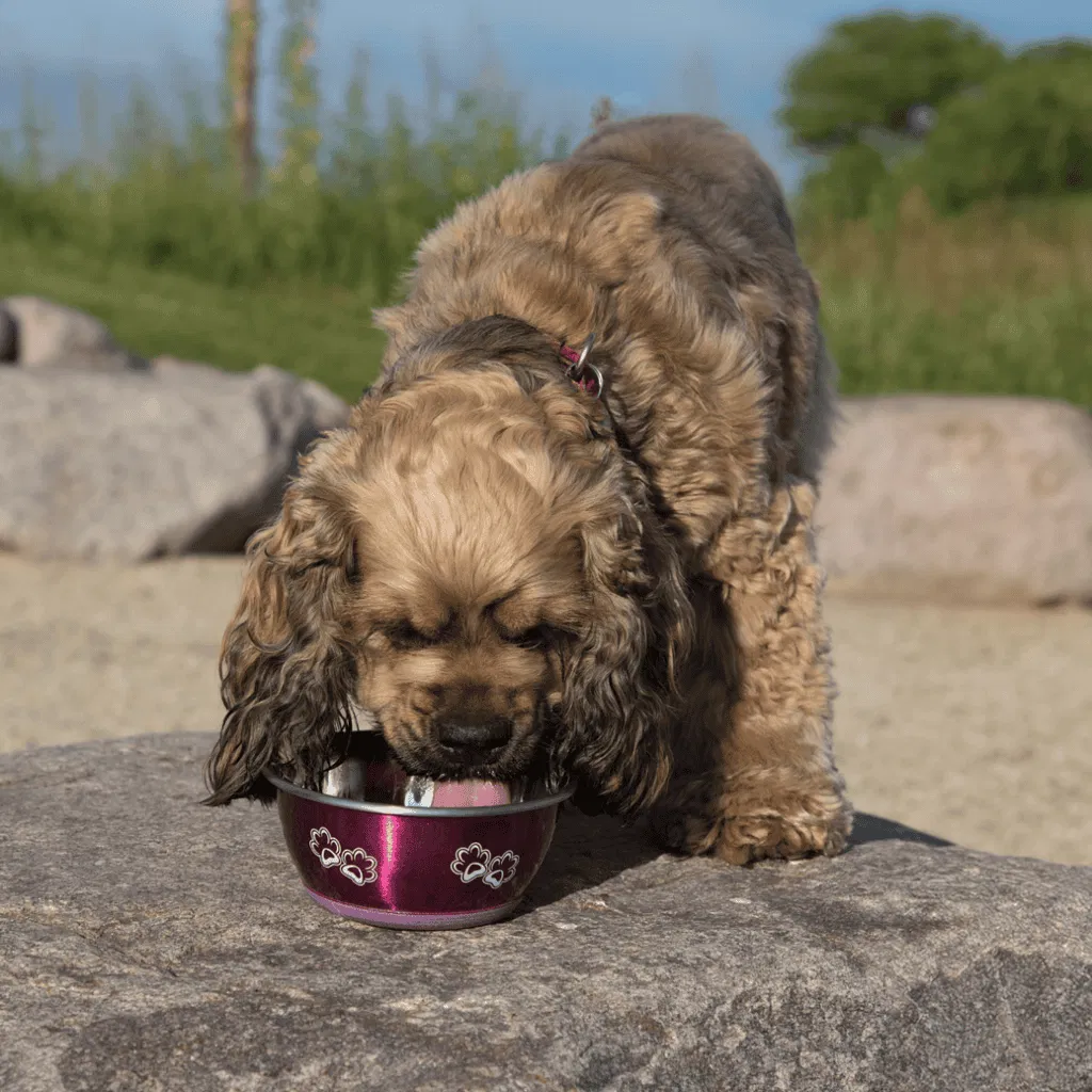 Cocker Spaniel Food & Diet Requirements