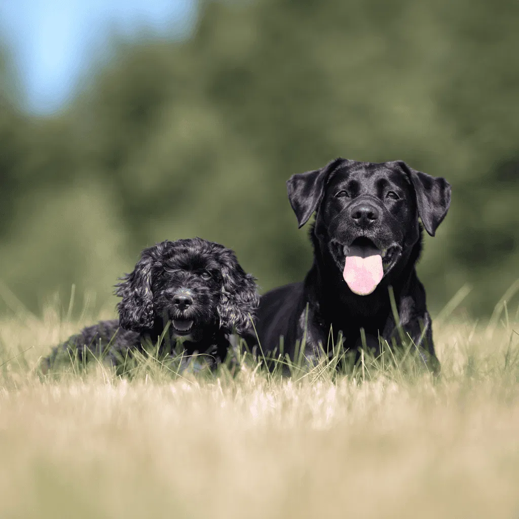 Cocker Spaniel Does This Breed Get Along With Other Pets