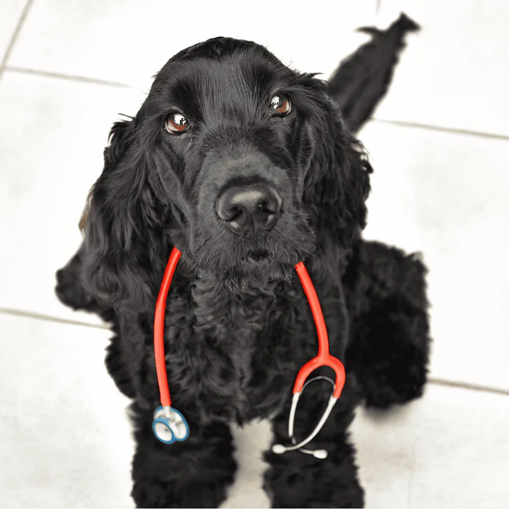 A Cocker Spaniel Was the First Cancer-Detecting Dog
