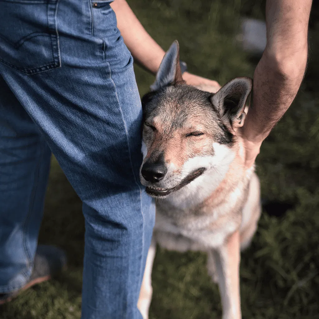 Temperament & Intelligence Of The Czechoslovakian Vlciak