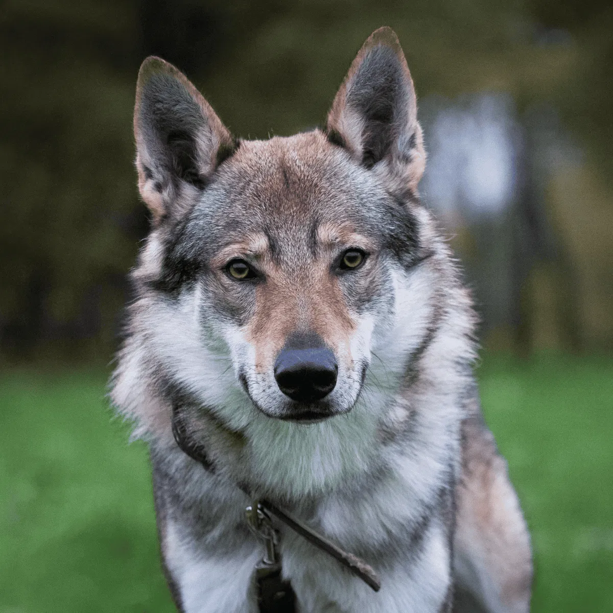 Czechoslovakian Vlciak