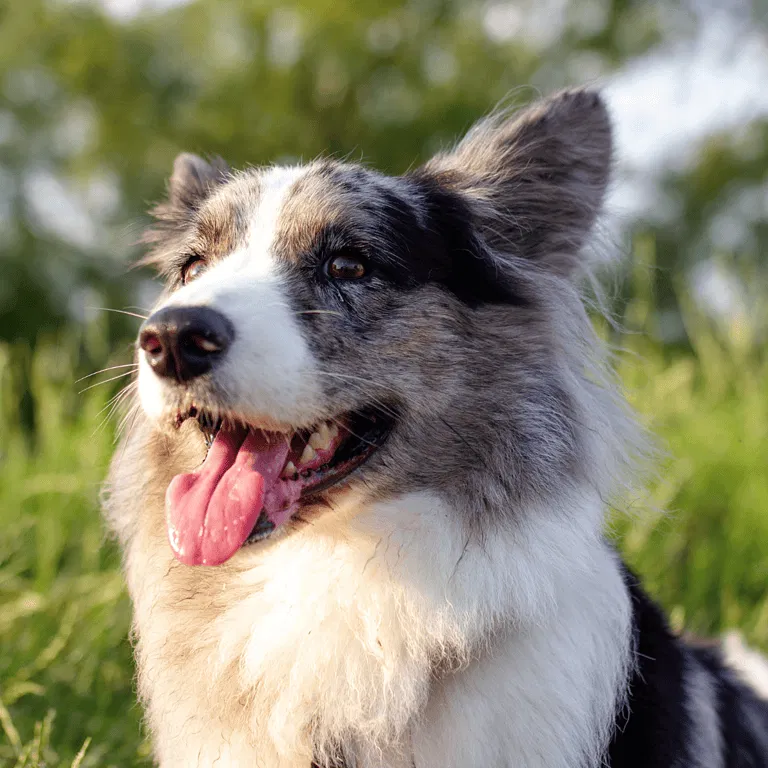 Cardigan Welsh Corgi
