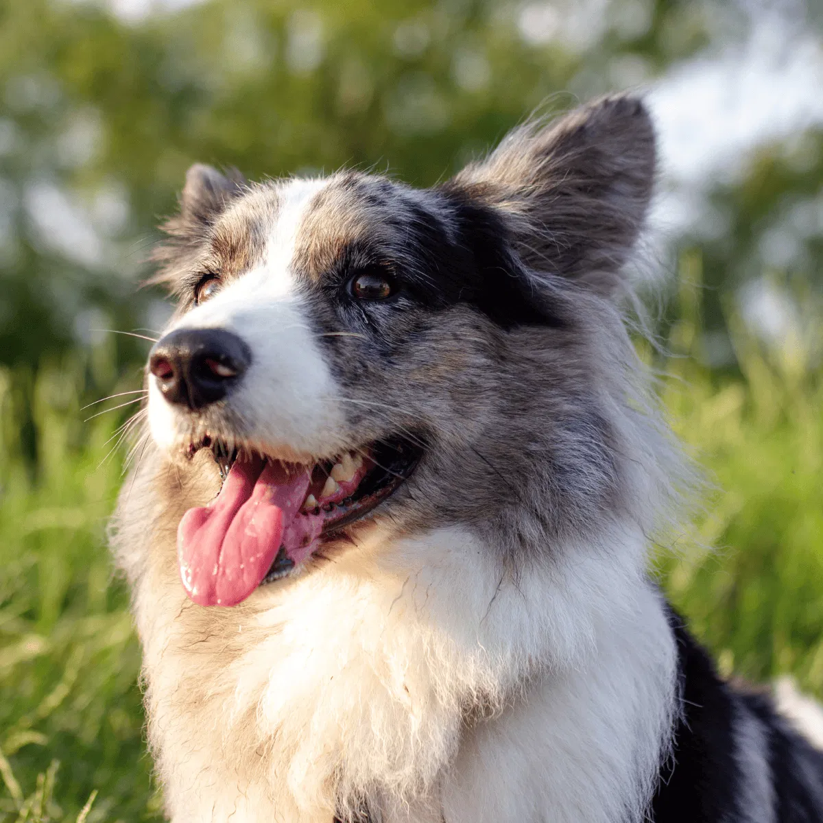 Cardigan Welsh Corgi