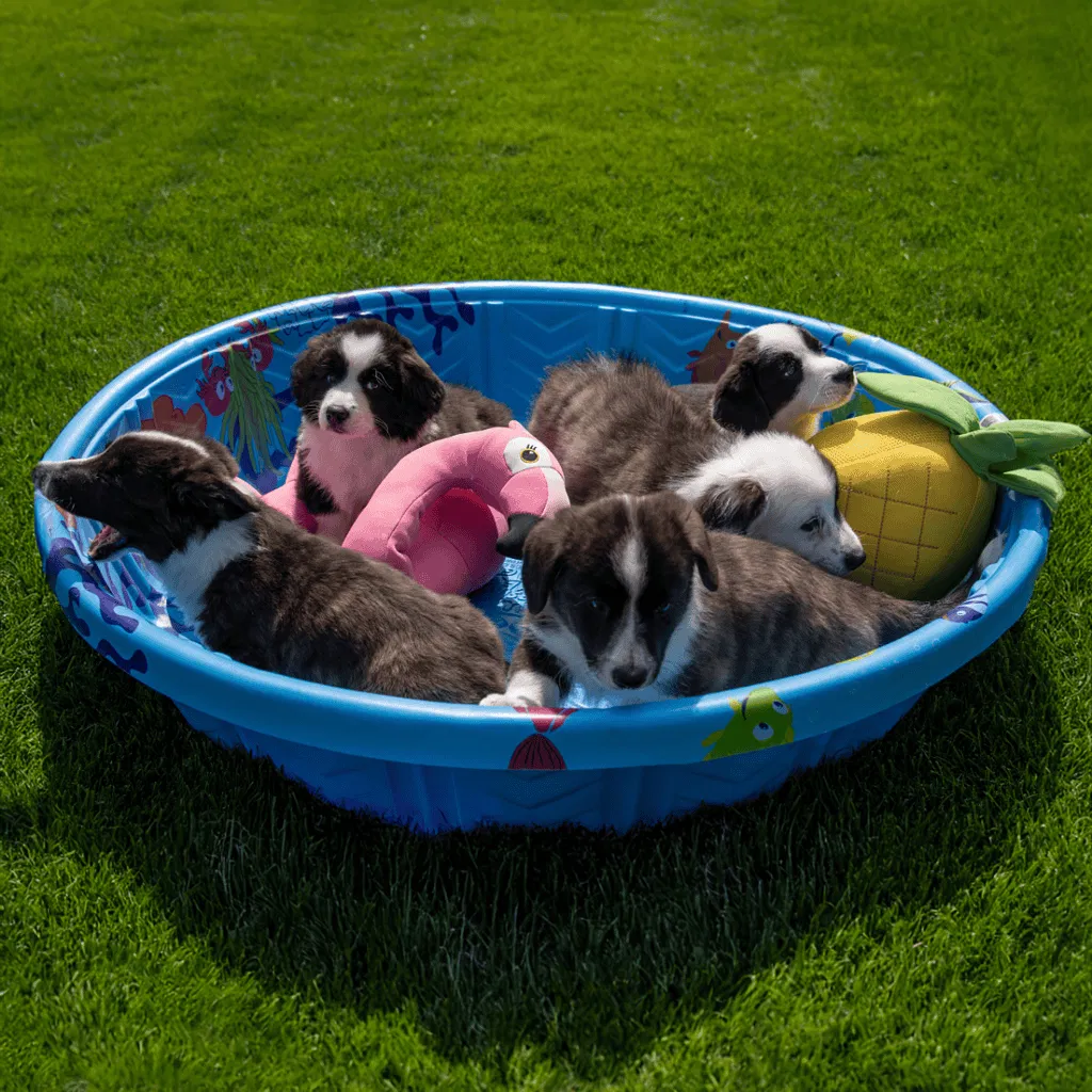 Cardigan Welsh Corgi Puppies