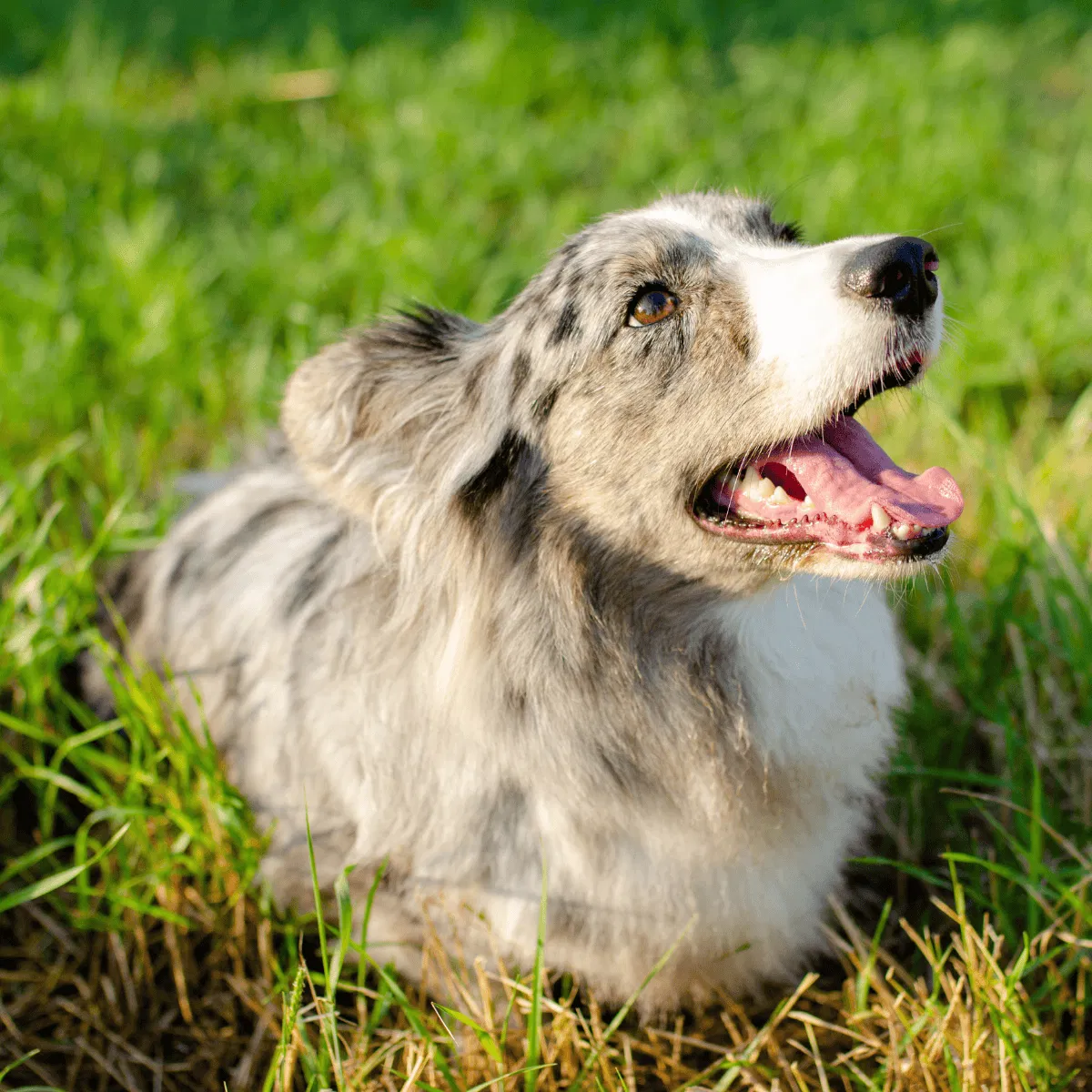 Cardigan Welsh Corgi Gallery