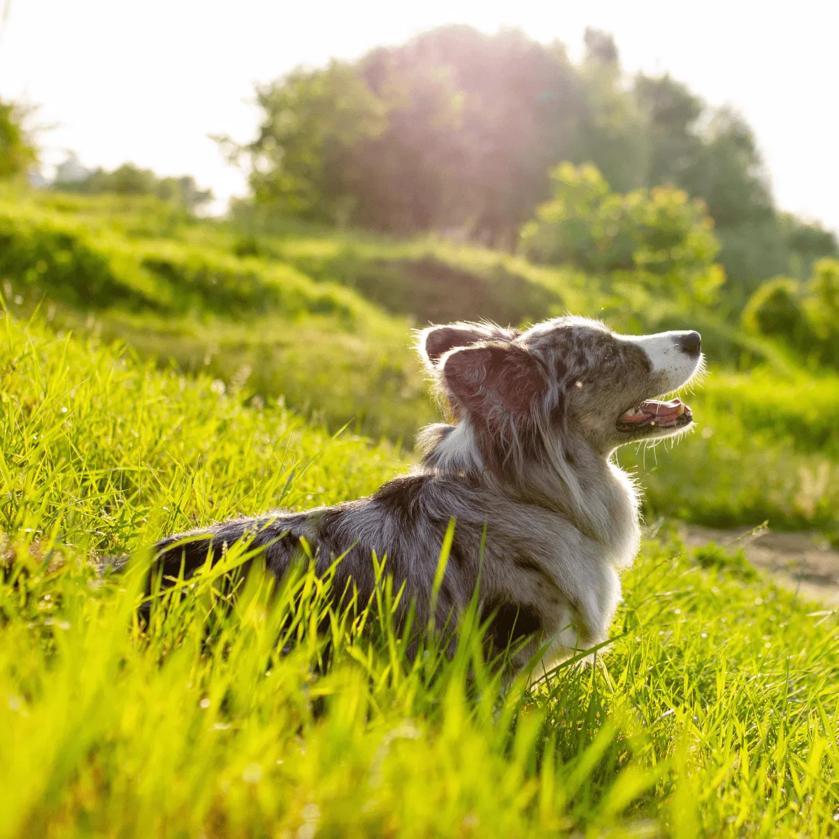 Cardigan Welsh Corgi Gallery 2