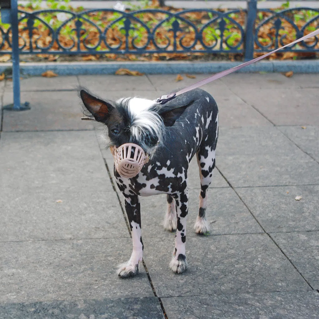 Temperament & Intelligence Of The Chinese Crested