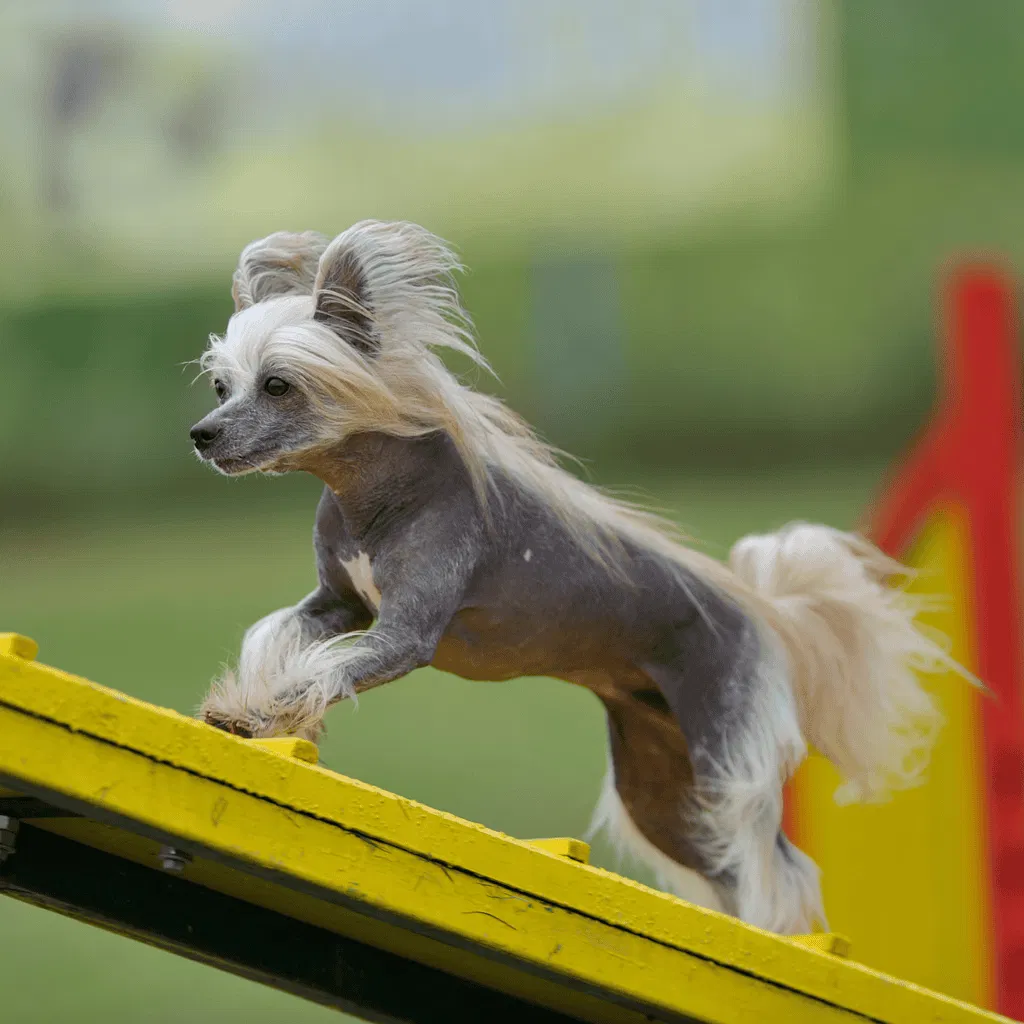 Chinese Crested Training