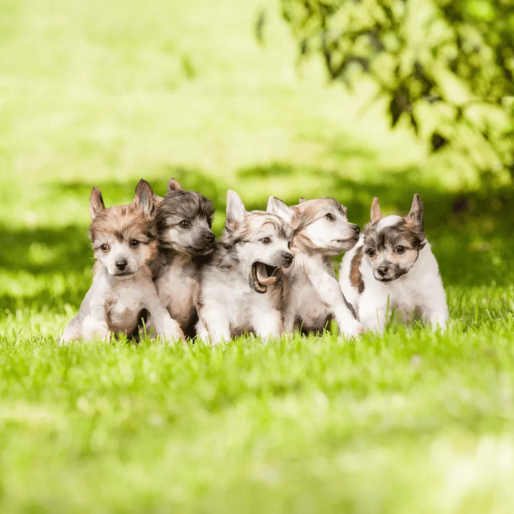 Chinese Crested Puppies