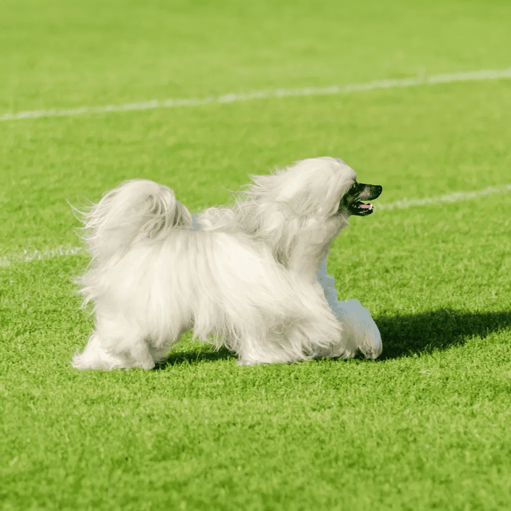 Chinese Crested Some of Them Have Long, Flowing Coats