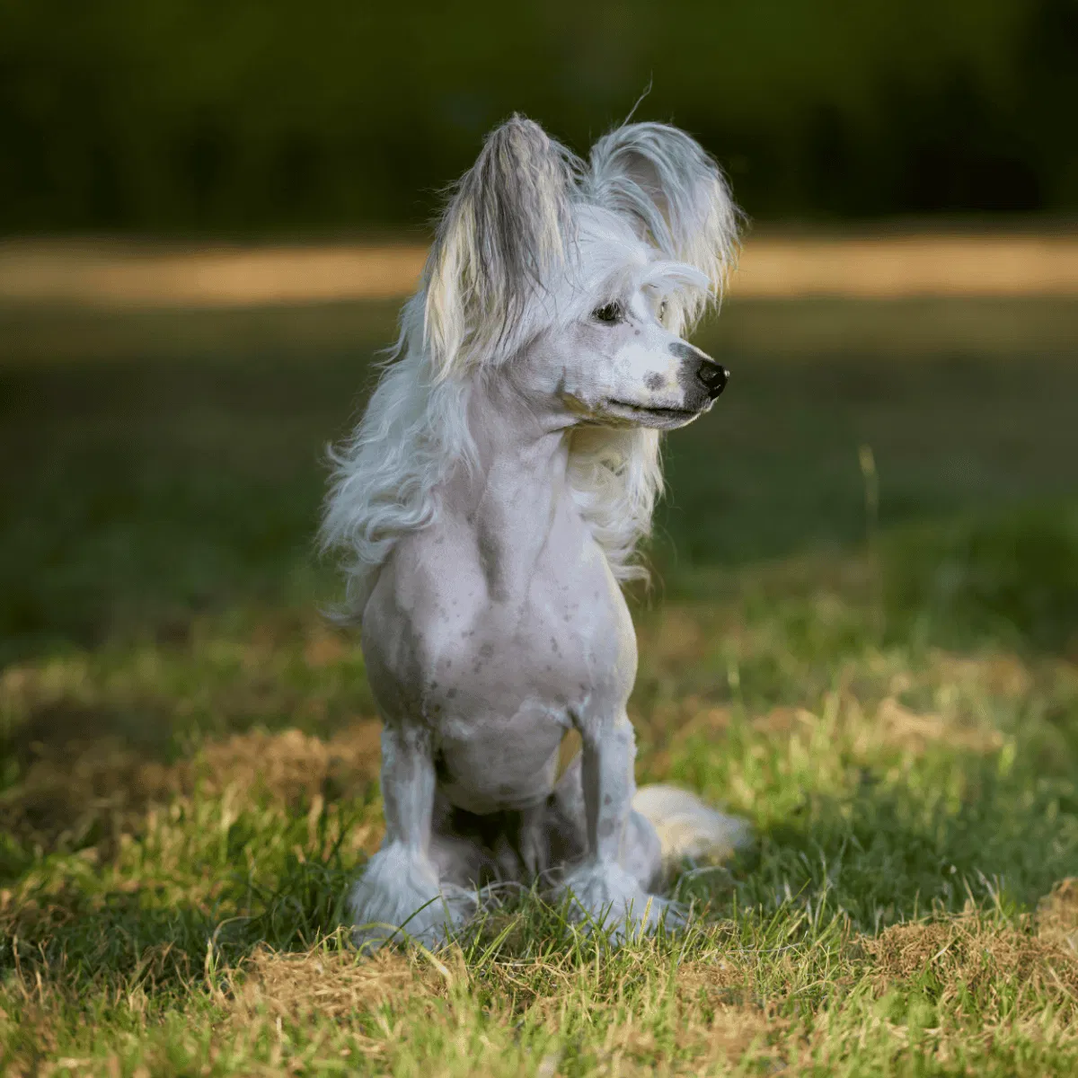 Chinese Crested Gallery 3