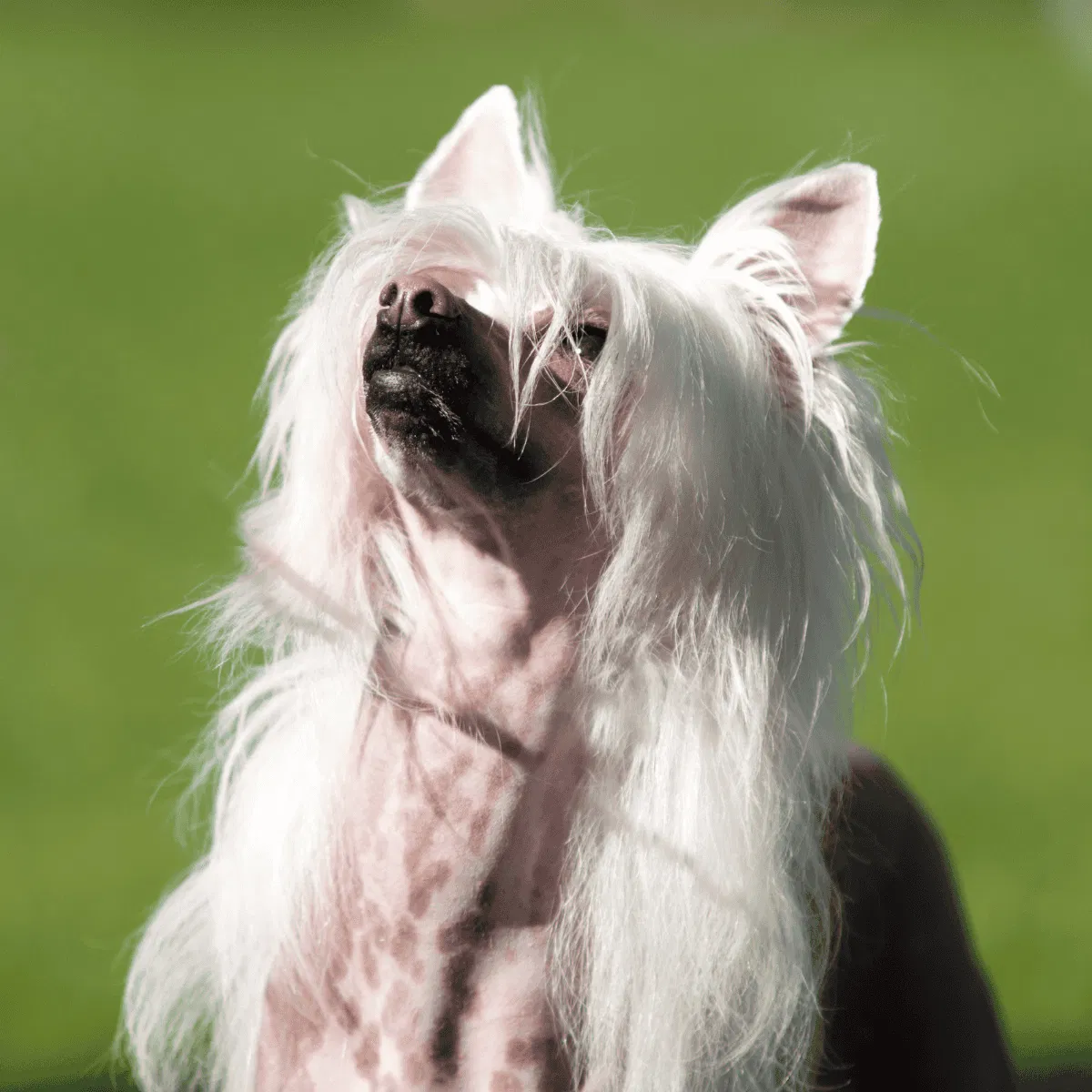 Chinese Crested Gallery