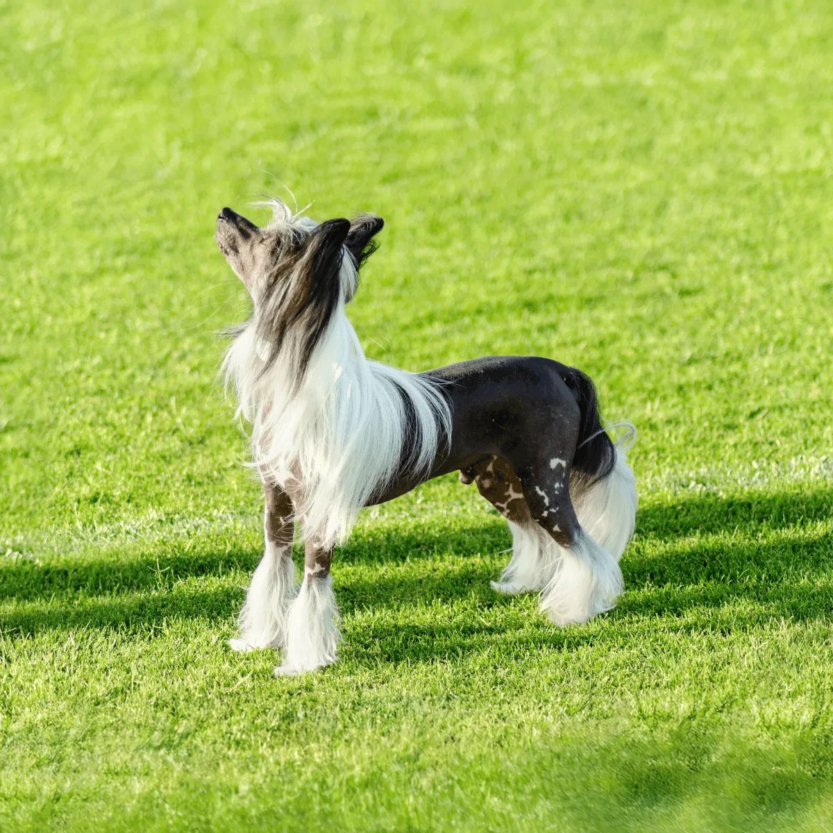 Chinese Crested Gallery 2