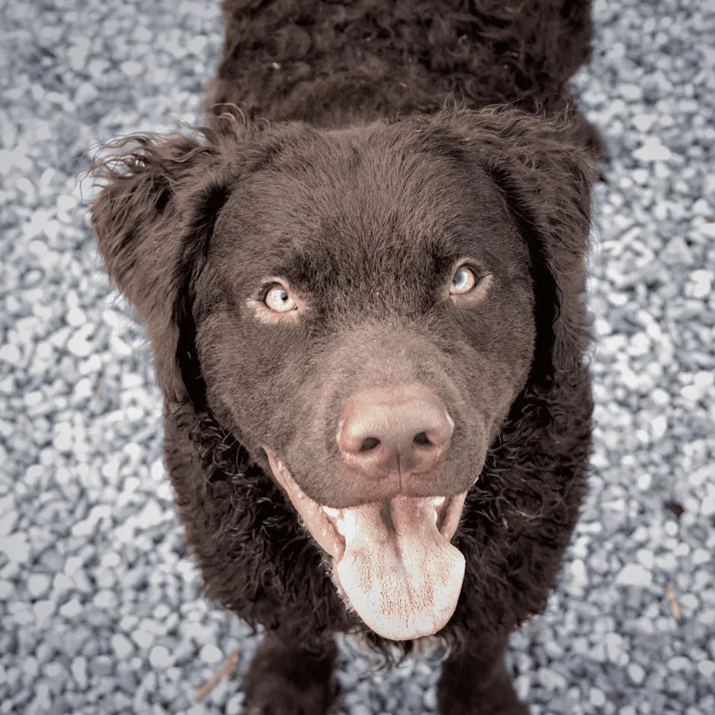 Temperament & Intelligence Of The Curly-Coated Retriever