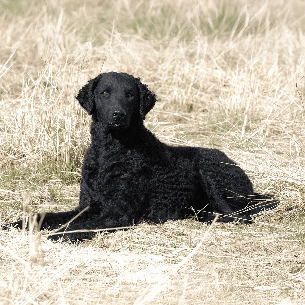 Curly-Coated Retriever Grooming