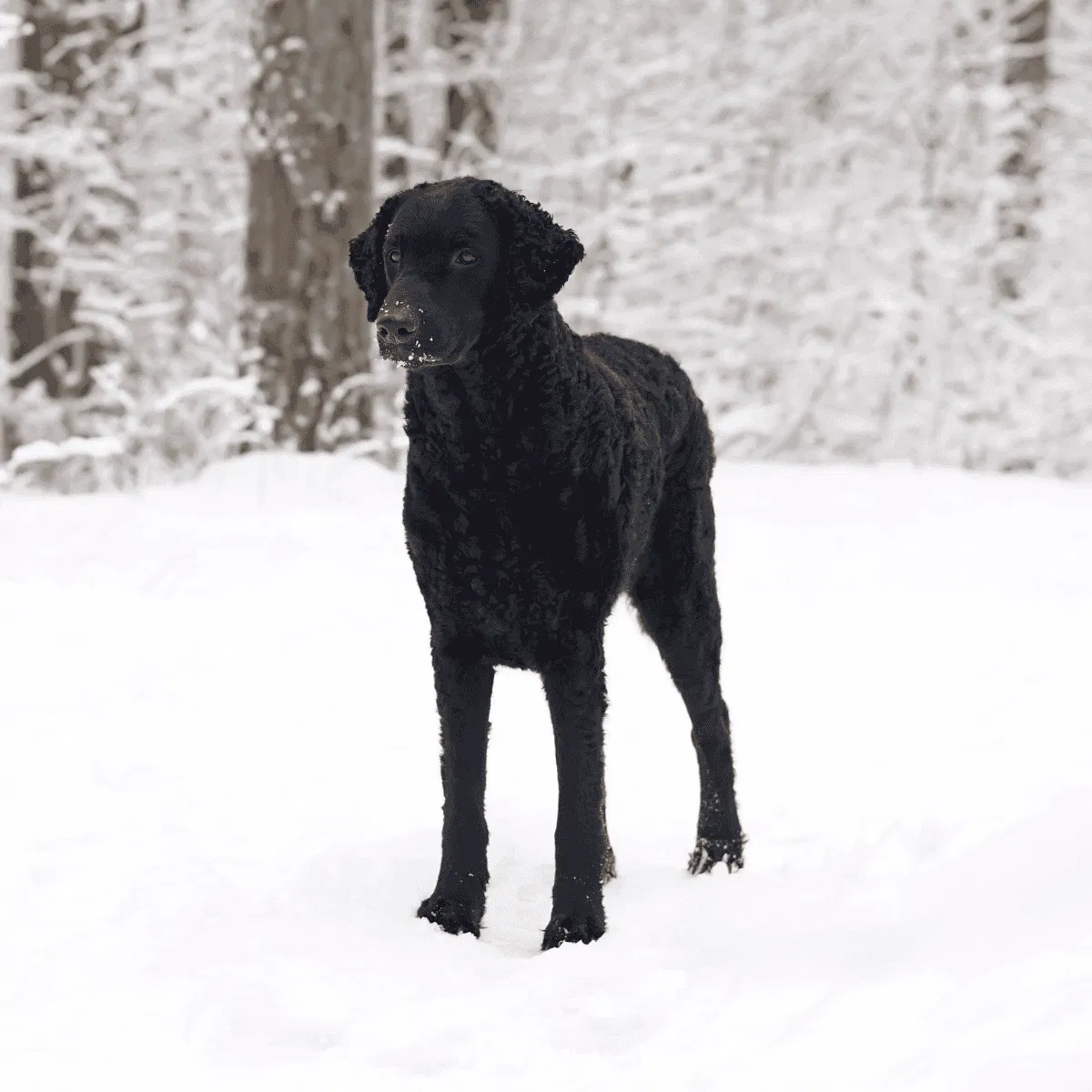 Curly-Coated Retriever Gallery 2