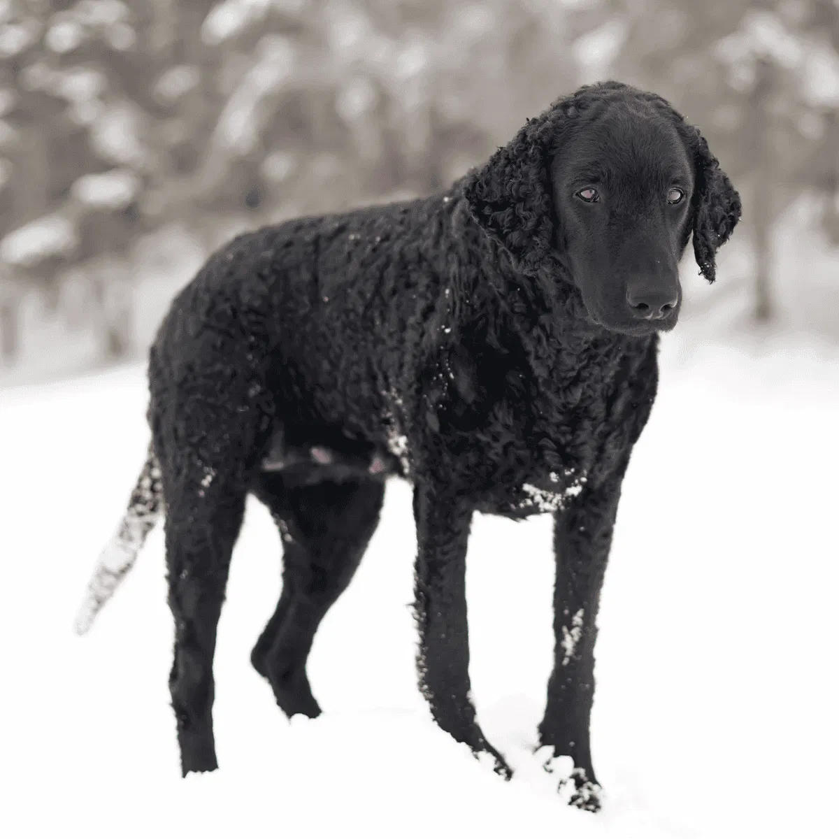 Curly-Coated Retriever Gallery 3