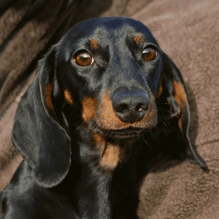 Dachshund