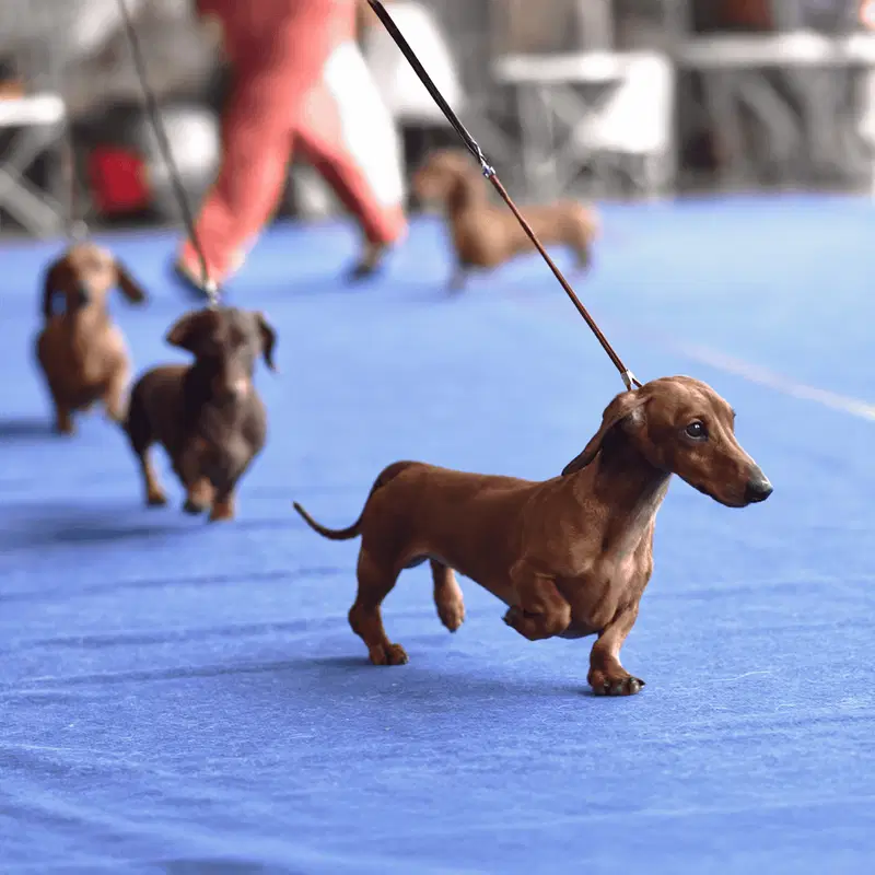 Temperament & Intelligence Of The Dachshund