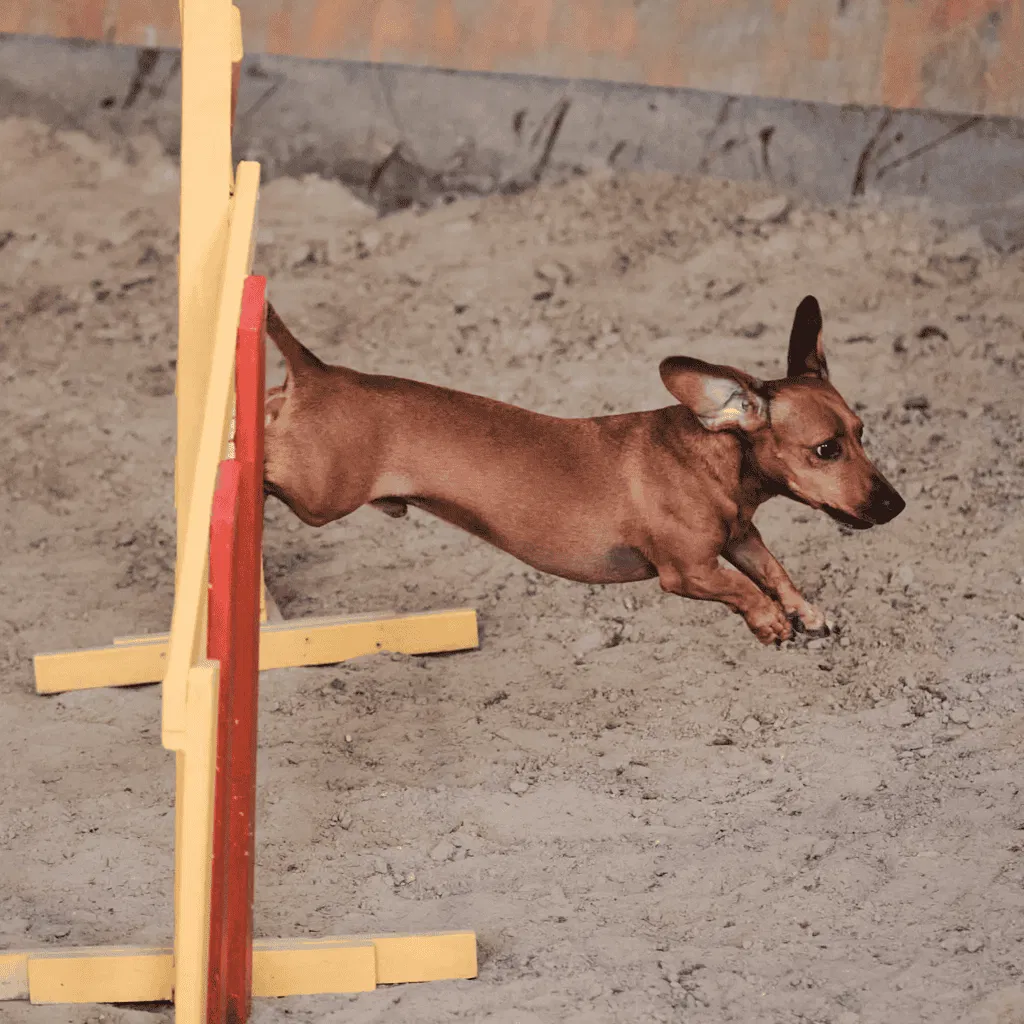 Dachshund Training