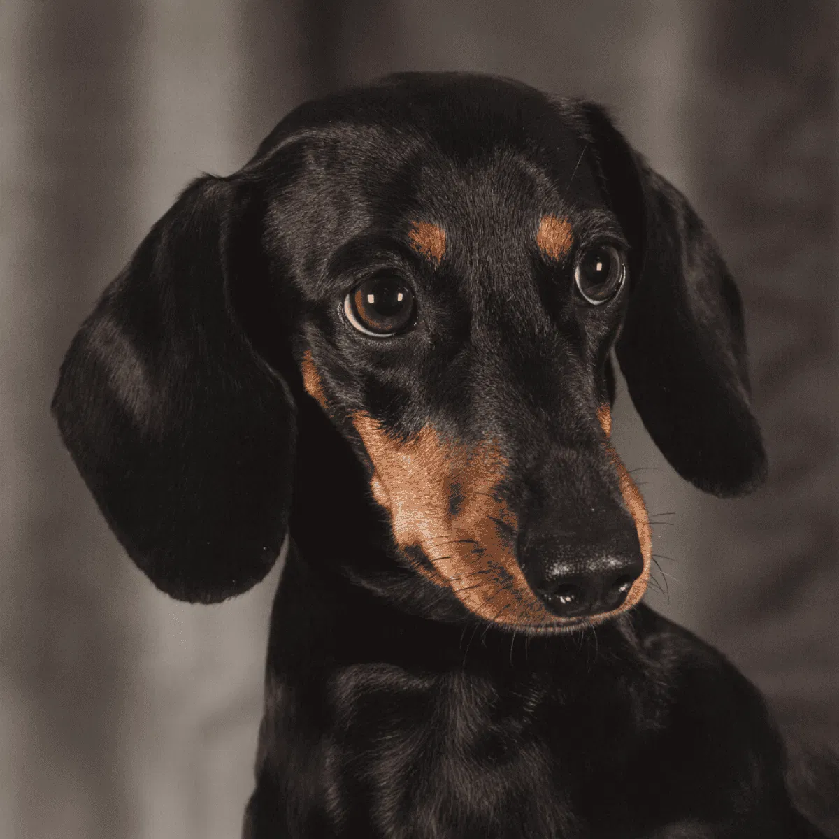 Dachshund Gallery