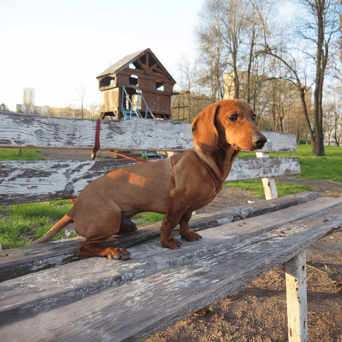 Dachshund Gallery 2