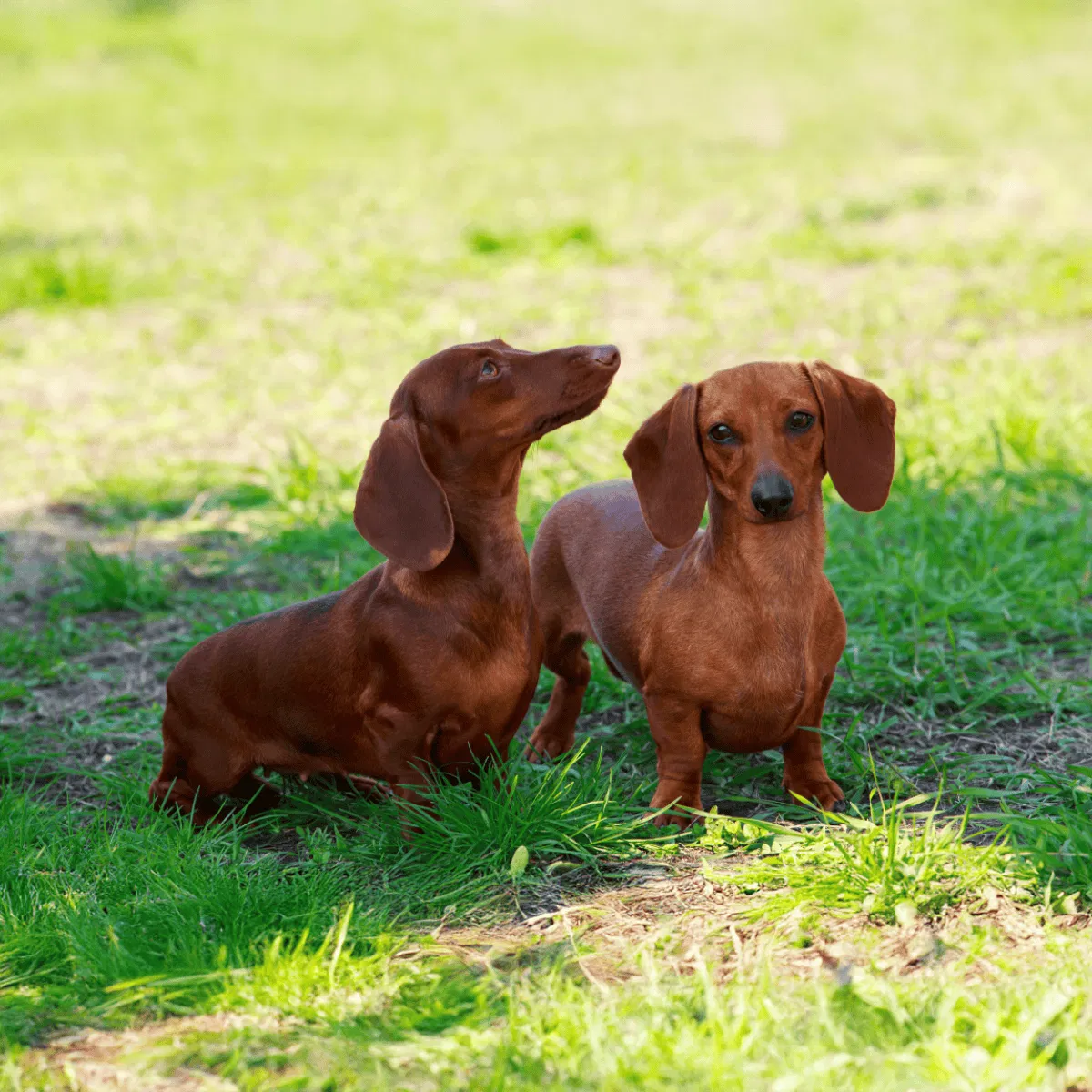 Dachshund Gallery 3
