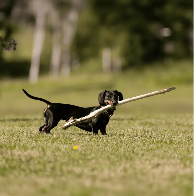 Dachshund Exercise