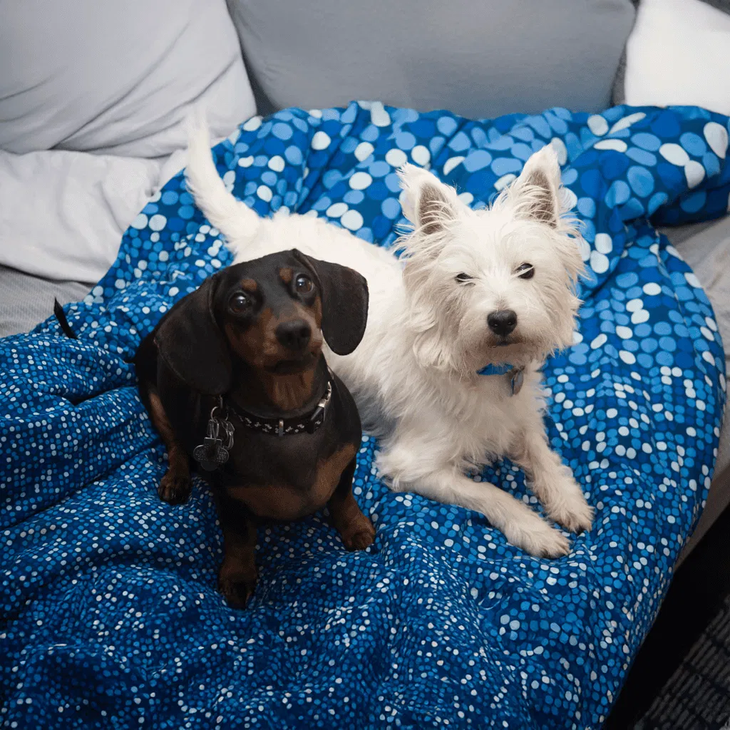 Dachshund Does This Breed Get Along With Other Pets