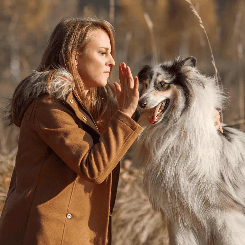 Temperament & Intelligence Of The Collie