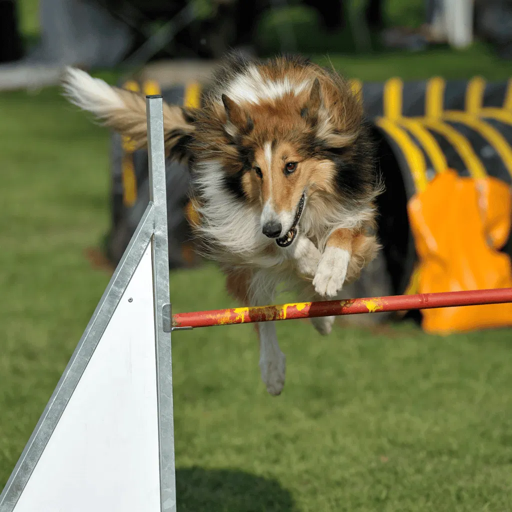 Collie Training