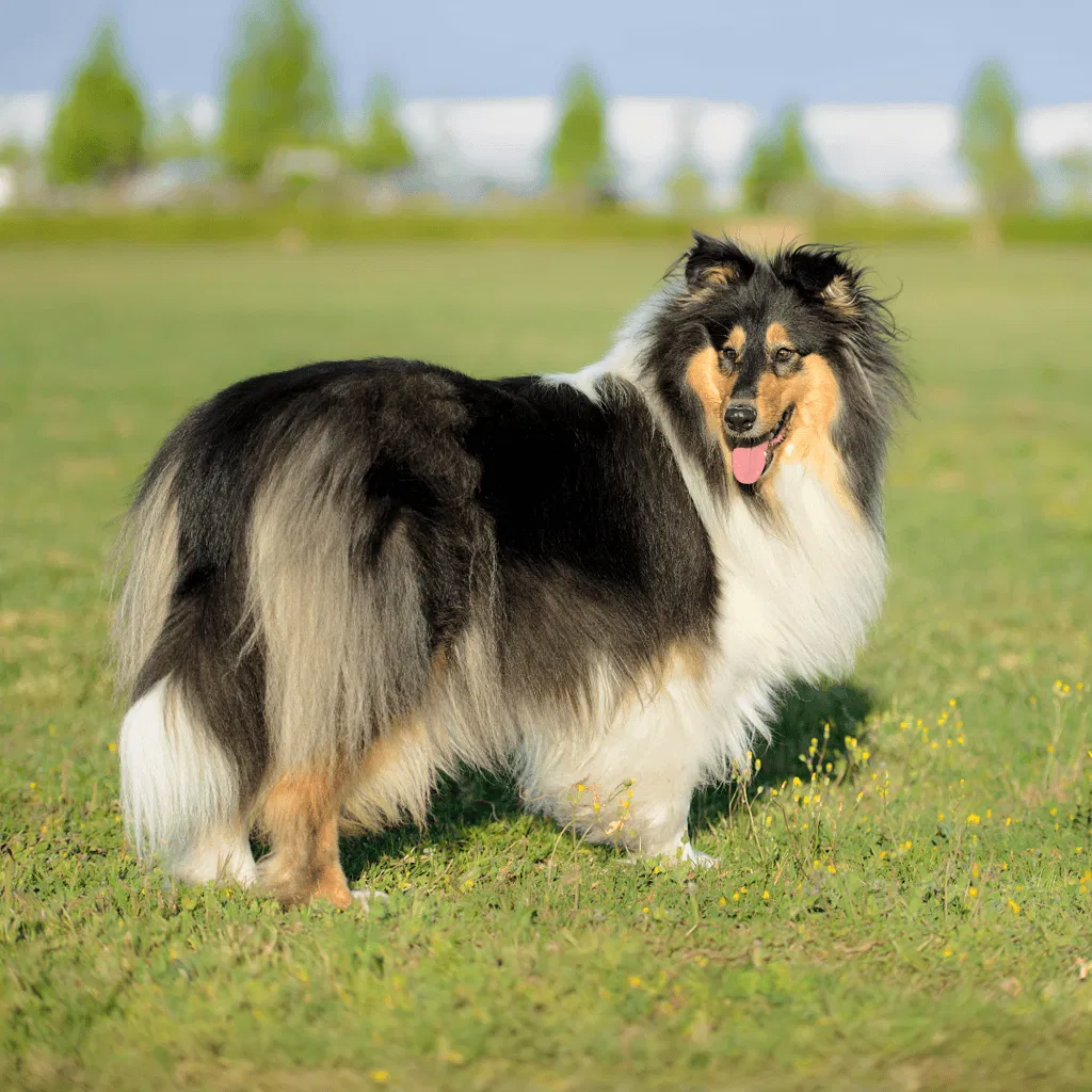 Collie Their Tail Position Has a Distinct Purpose