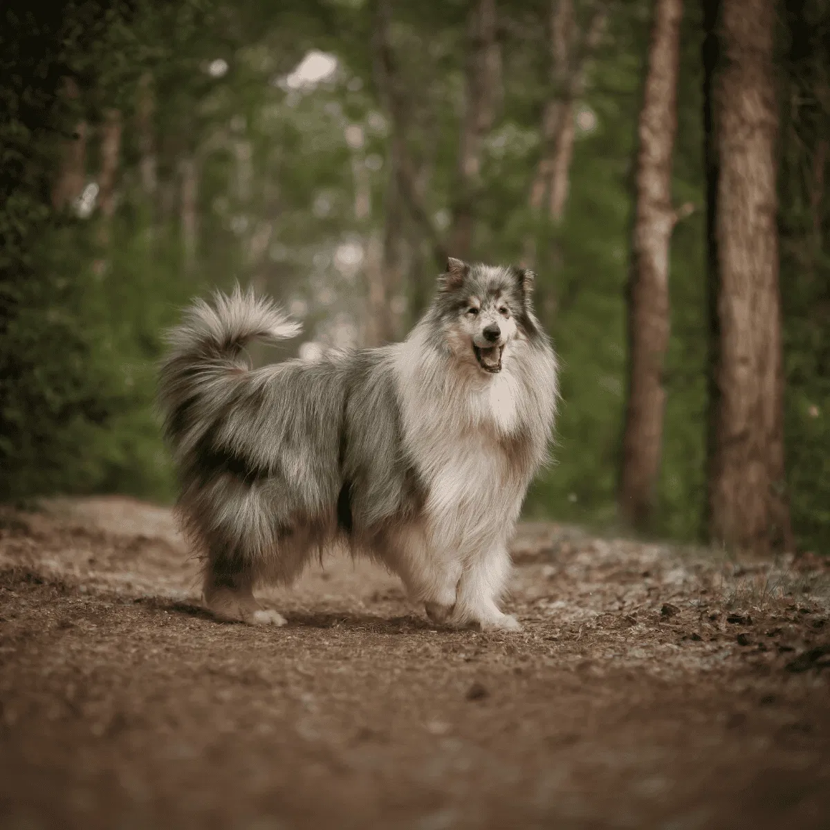 Collie Gallery 3
