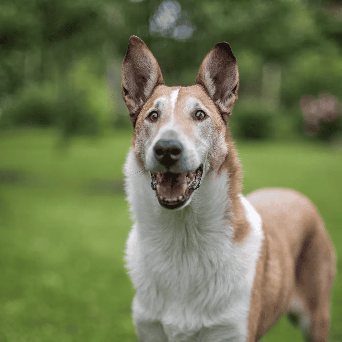 Collie Gallery