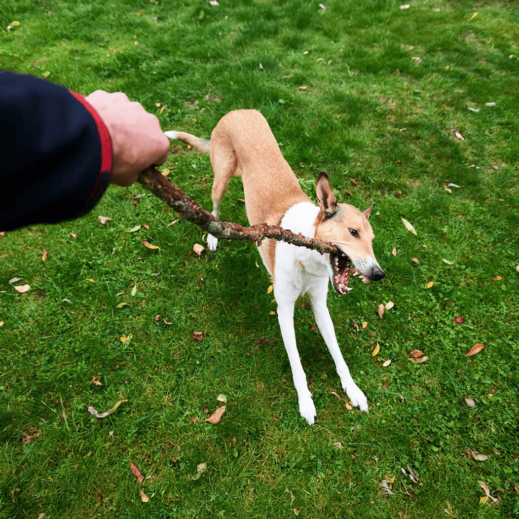 Collie Exercise