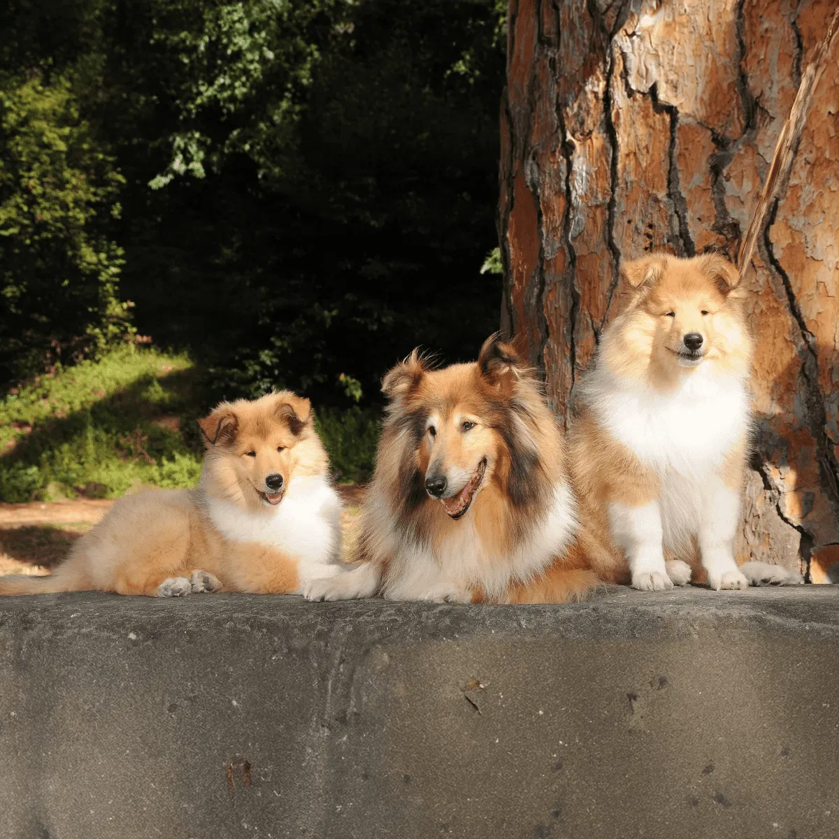 Collie Gallery 2