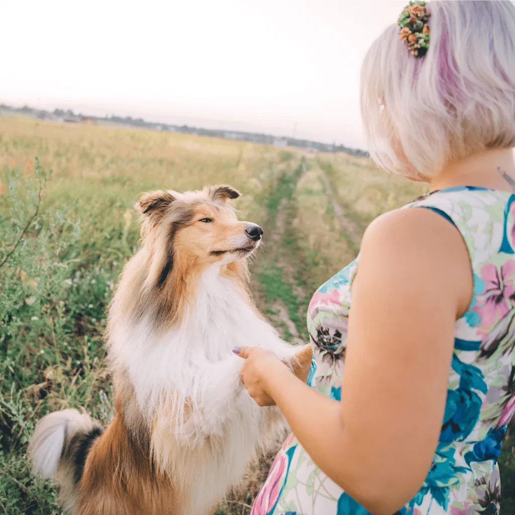 Collie Are These Dogs Good For Families