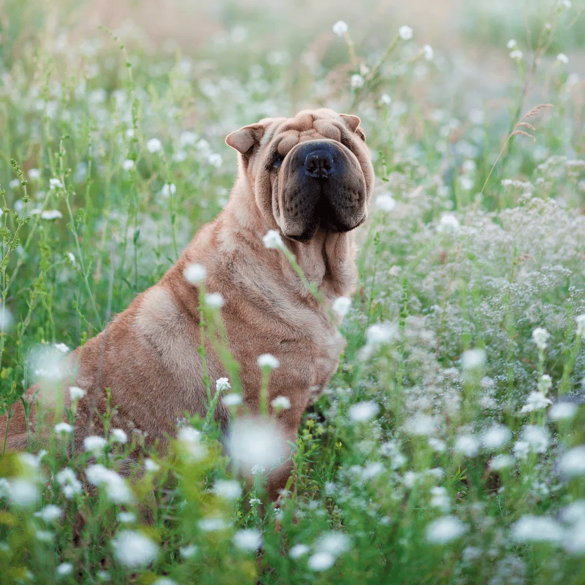 Chinese Shar Pei Gallery