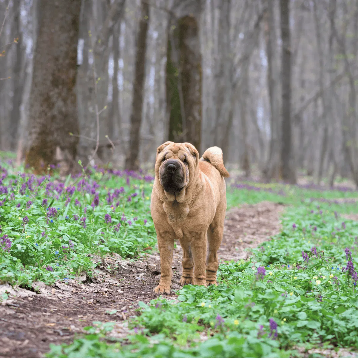 Chinese Shar Pei Gallery 2
