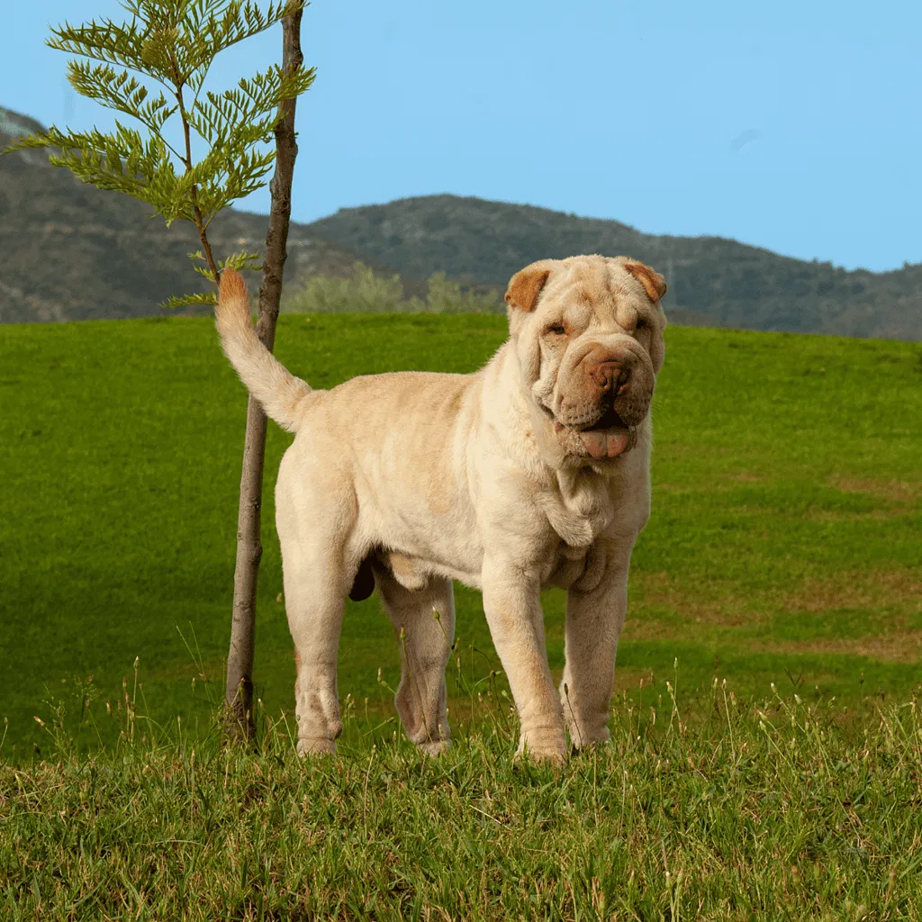 Chinese Shar Pei Final Thoughts