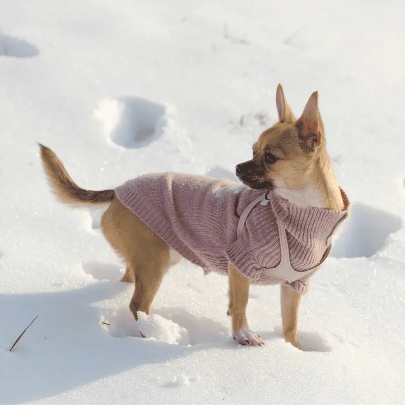 Chihuahuas Were Bred to Thrive in Warm Weather