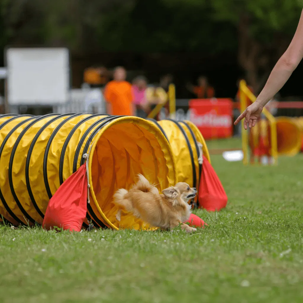 Chihuahua Training