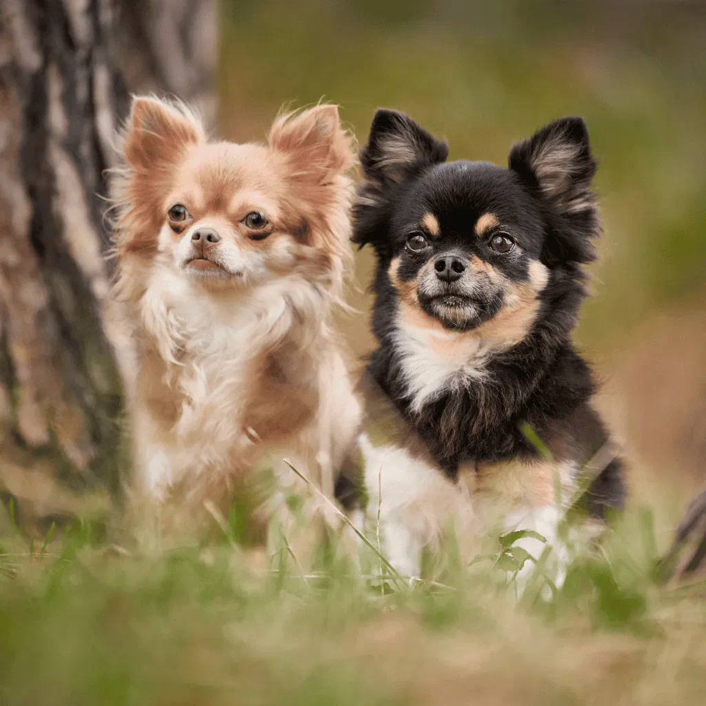 Chihuahua Male Vs. Female