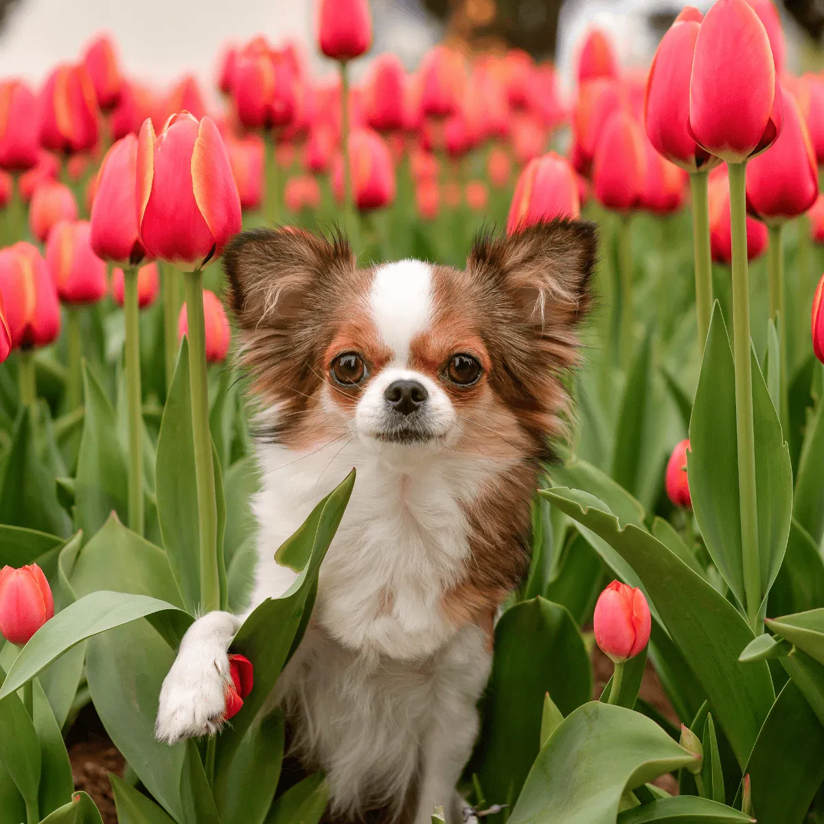 Chihuahua Gallery